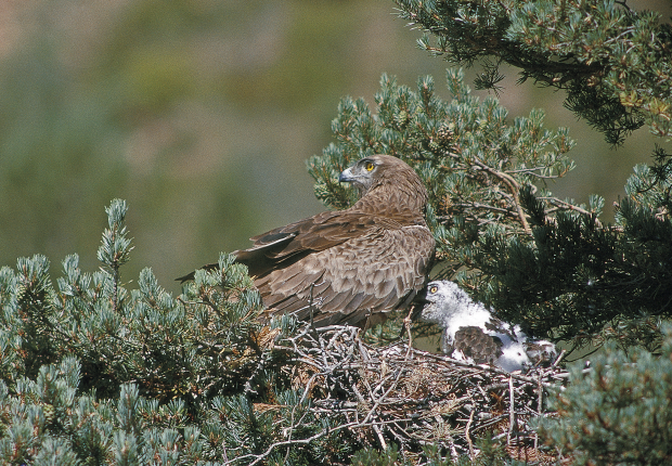 Biodiversity of the Cavalerie Forest, France 